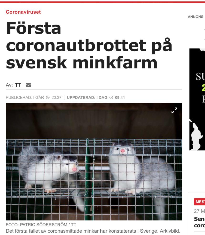 Minkar och katter smittade av Corona